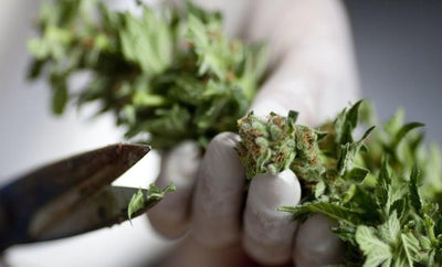 Comment choisir ses fleurs de CBD pour une infusion ? - Malindo