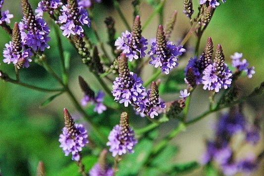 A la découverte de la verveine officinale - Malindo