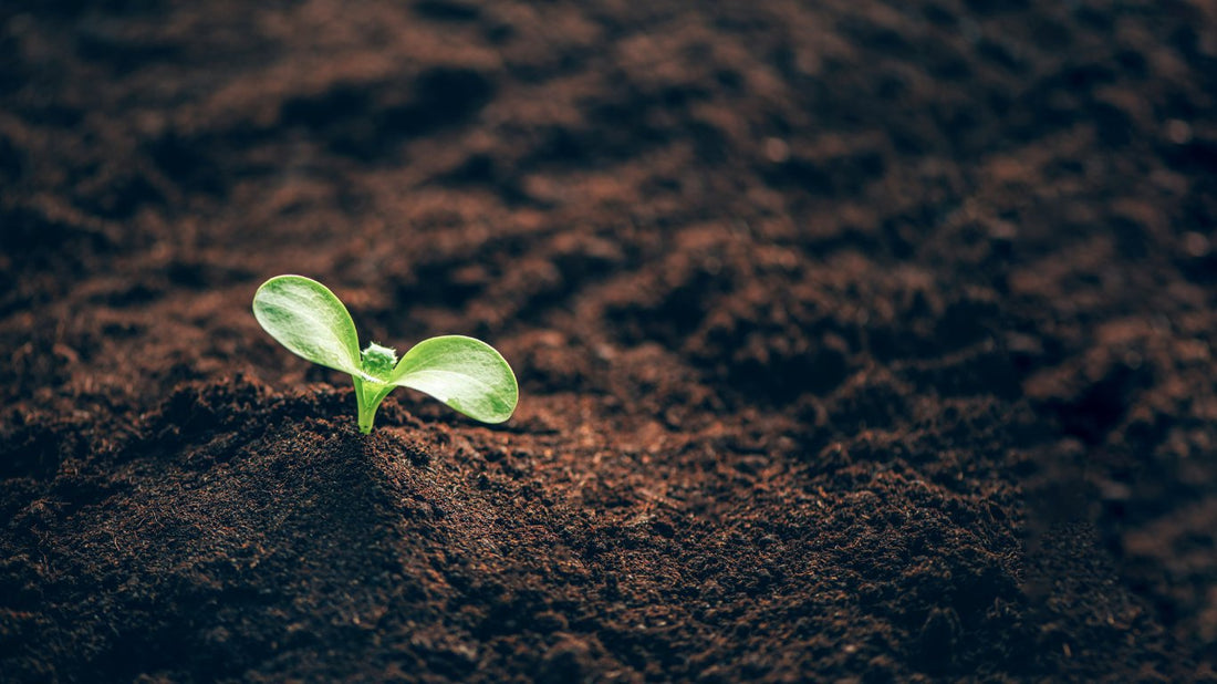 Associations de plantes : Découvrez les combinaisons risquées pour votre jardin et votre santé - Malindo