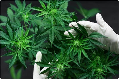 CBD : quelles variétés de fleurs existent-ils ? - Malindo