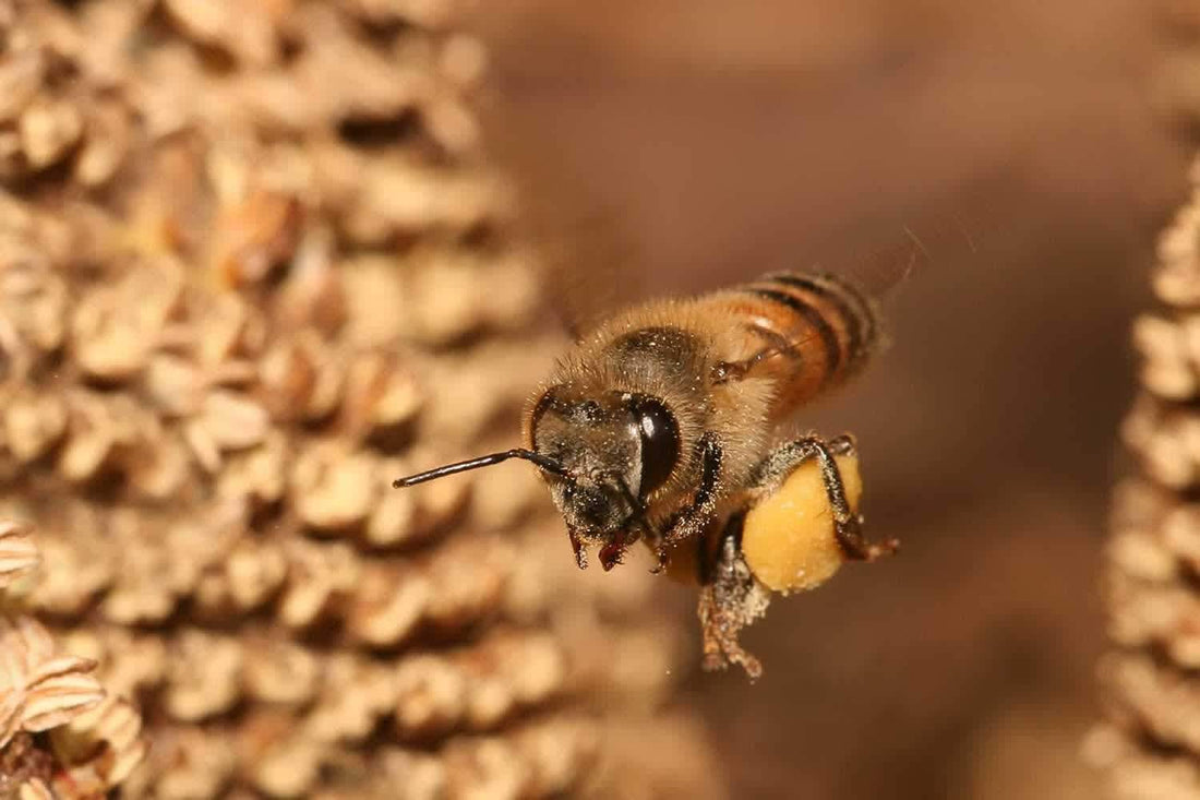 Choisissez le miel adéquat pour sucrer votre thé ! - Malindo