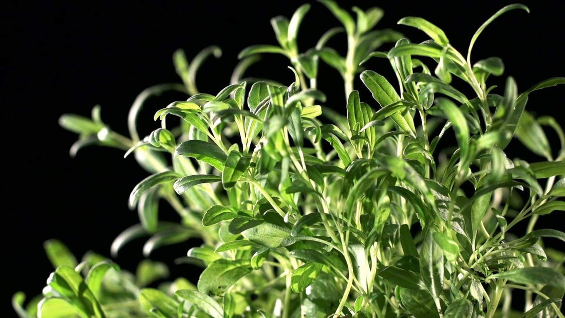 Découvrez les bienfaits de la tisane à base d'absinthe - Malindo