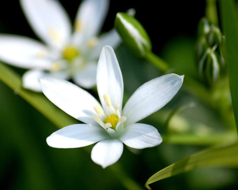 Les bienfaits méconnus du thé vert au jasmin