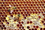 Découvrez les nombreux bienfaits du miel