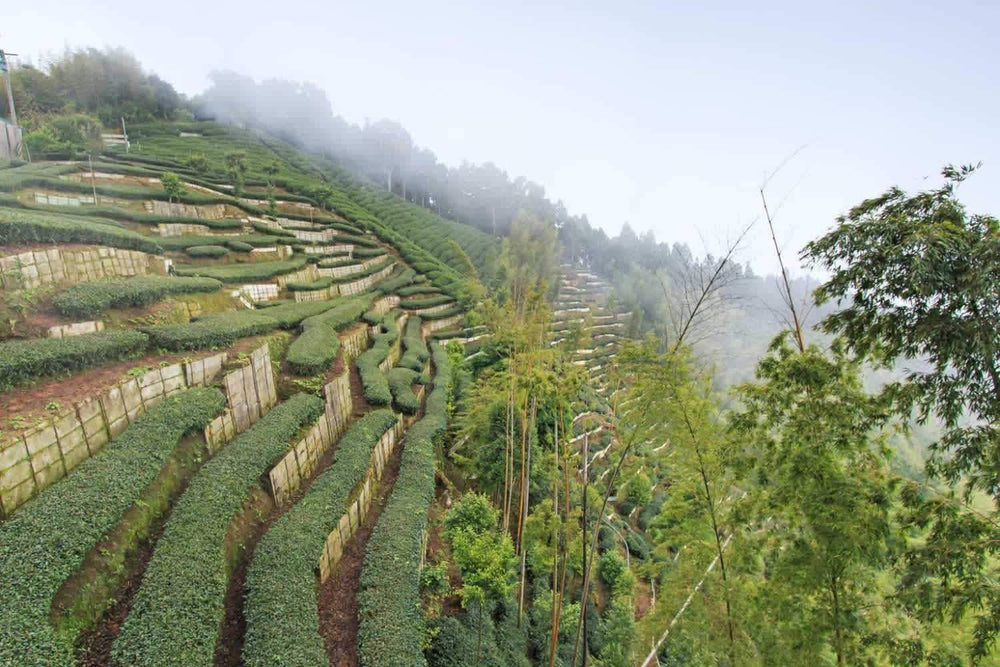 Dossier : à la découverte du thé Taïwanais - LA PRODUCTION TAÏWANAISE