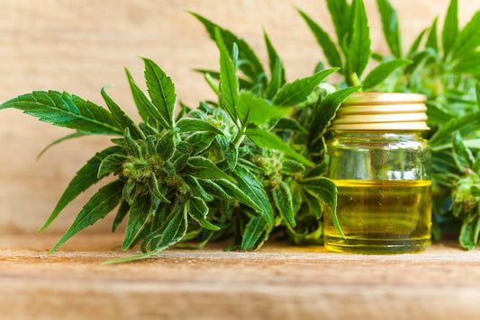 Infusions à base de chanvre : que faut-il savoir ? - Malindo
