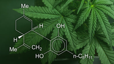Le CBD est-il une solution contre l’épilepsie ? - Malindo