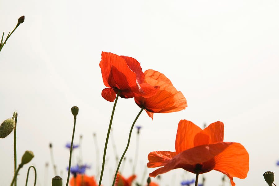 Le coquelicot : peut-on le consommer ?