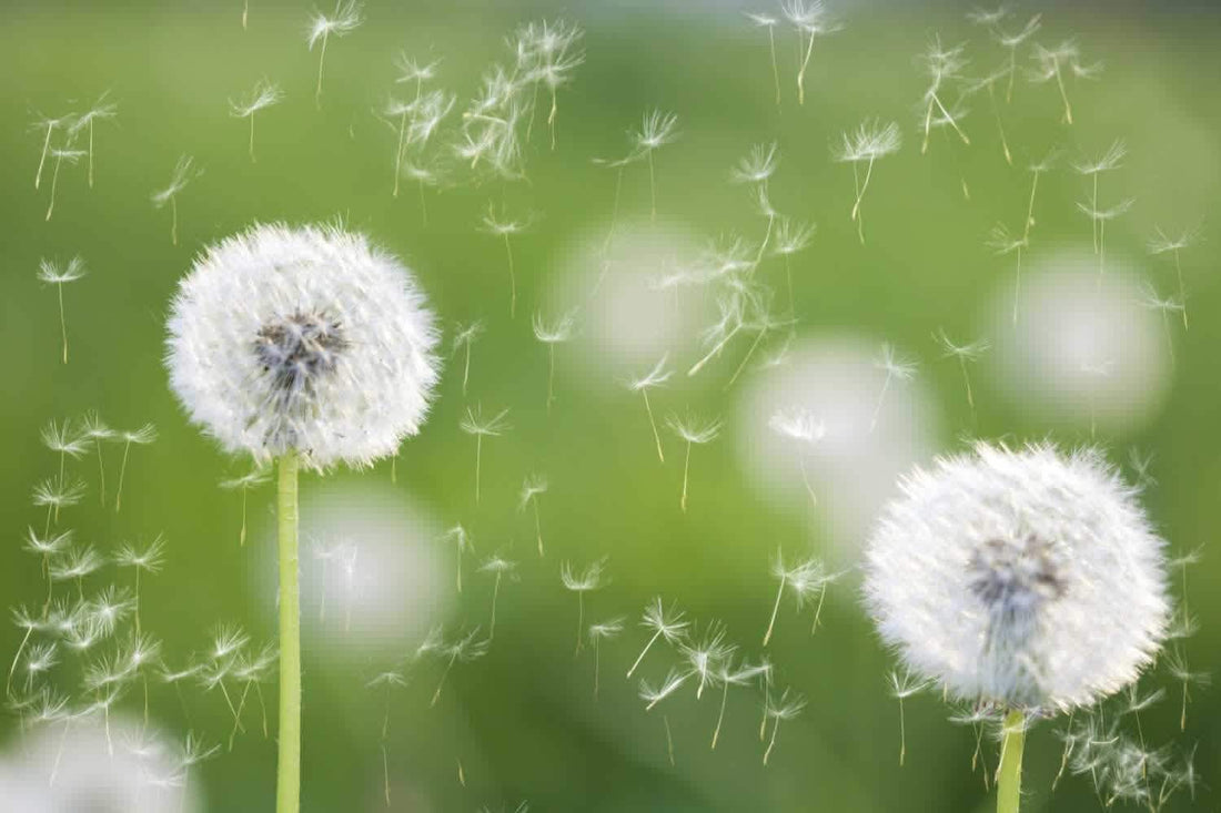 Le thé vert, un remède contre les allergies - Malindo