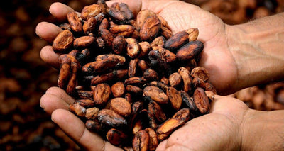 Les bienfaits de la fève de cacao - Malindo