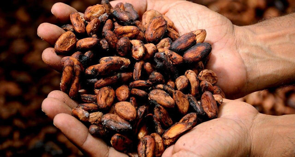 Les bienfaits de la fève de cacao