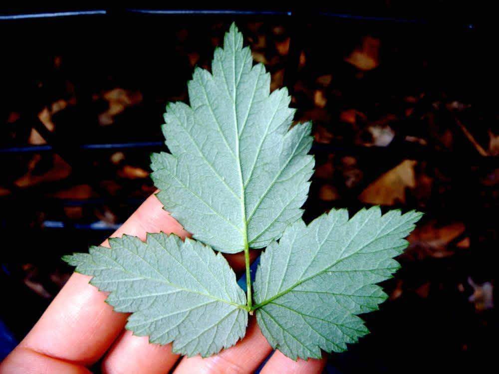 Les bienfaits des feuilles de framboisier - Malindo