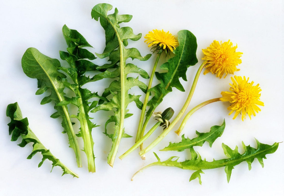 Les Feuilles de Pissenlit : Nutritives et Polyvalentes - Malindo