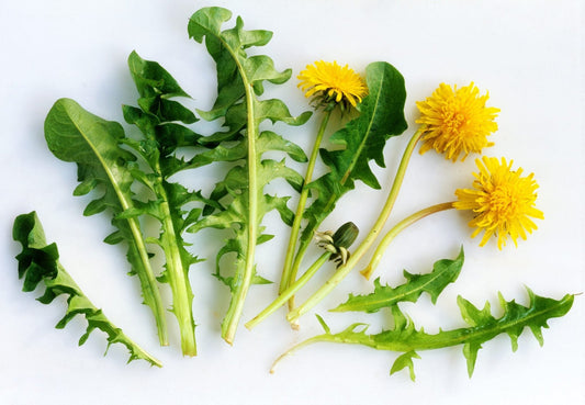 Les Feuilles de Pissenlit : Nutritives et Polyvalentes - Malindo