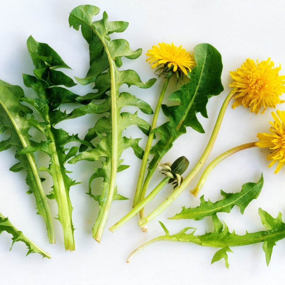 Les Feuilles de Pissenlit : Nutritives et Polyvalentes