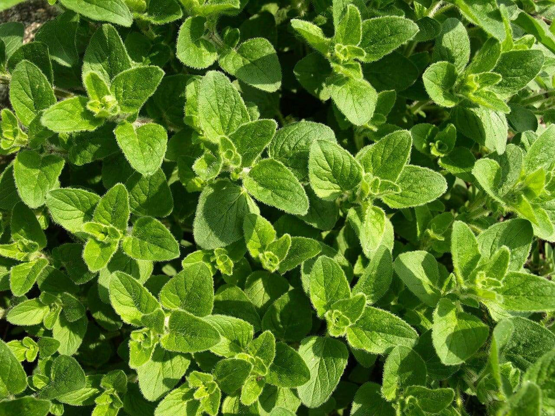 Origan (zaatar) et Thym : quelle est la différence ? - Malindo
