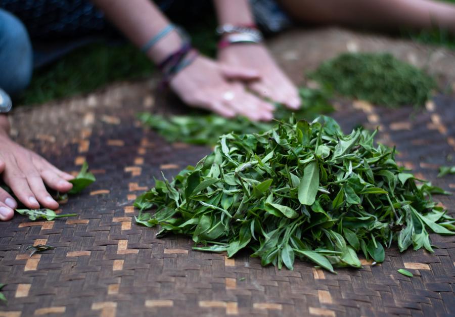 Pourquoi le thé est la boisson la plus consommée au monde ? - Malindo