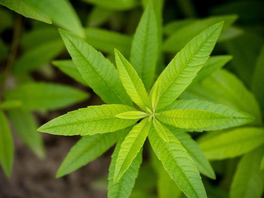 Quelles sont les vertus de la verveine ? - Malindo