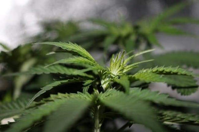 Quels sont les effets de la fleur CBD sur la santé ? - Malindo