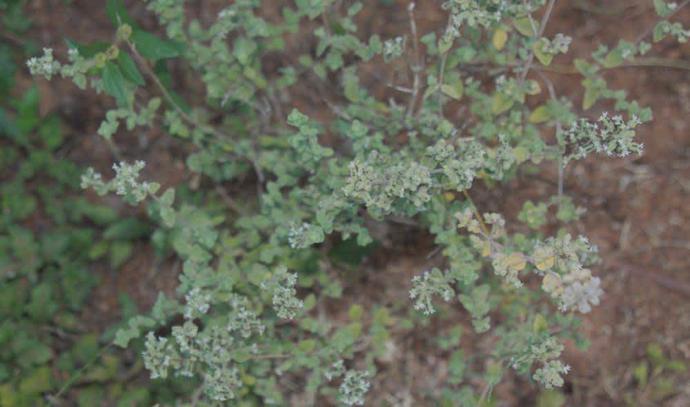 Zaatar – La tisane qui soigne - Malindo