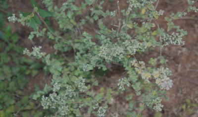 Zaatar – La tisane qui soigne - Malindo