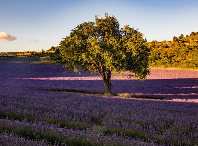 La Provence dans votre tasse - Malindo
