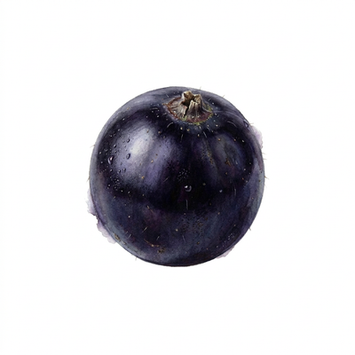 Cassis